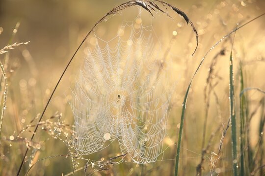 Spider web in a wild meadow during sunrise.