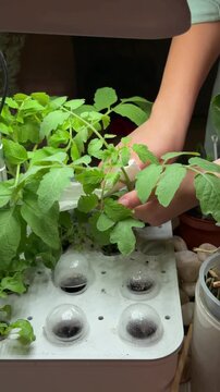 Close-up of teenage girl hands gently wiping tomato leaves in hydroponic greenhouse. Plant care and maintenance in sustainable farming.