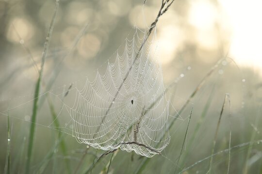 Spider web on a meadow  on a foggy morning