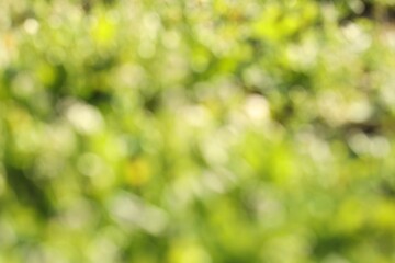 Obraz premium Blurred view of abstract green background, bokeh effect