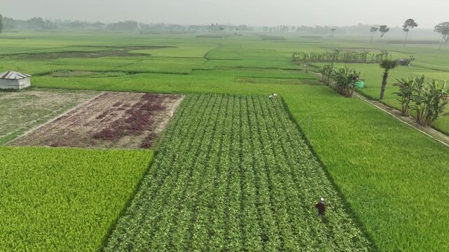 Farmers harvesting crops in lush green paddy fields