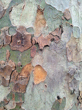 Smooth plane tree bark with unique camouflage like mottled patterns of green brown and grey colors