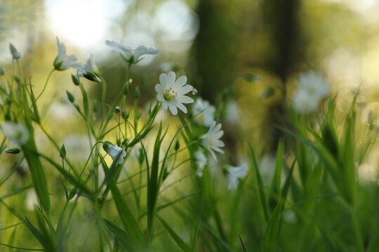 Rabelera - Stellaria holostea blooming in the forest