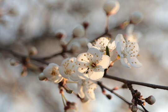 Close-up of white cherry blossoms at sunset, spring, Poland