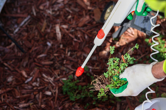 A black man spraying  weeds from a garden with pesticide 
