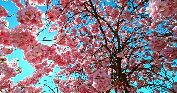 Slow motion cherry blossom tree with pink petals falling toward the camera. Sakura branches gently sway in spring breeze against clear blue sky, creating a calm and dreamy nature scene.