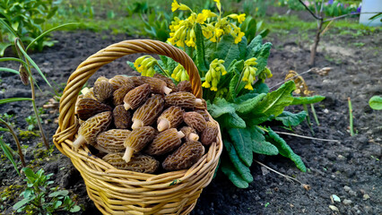 Little Morels. Morchella is a delicacy mushroom. It grows in the forest in spring. The mushroom is brown. morel mushrooms, mushrooms in the forest,   © Мария Мария