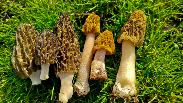 Little Morels. Morchella is a delicacy mushroom. It grows in the forest in spring. The mushroom is brown. morel mushrooms, mushrooms in the forest, 
