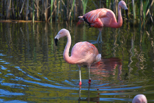 A pair of Chilean flamingos walk in the water of a pond
