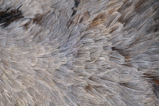 Background photo of ostrich feathers close-up