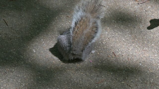 Grey Squirrel (Sciurus carolinensis) being attacked by a female Mallard duck (Anas platyrhynchos) on a footpath. April, Kent, UK [Slow motion x5]