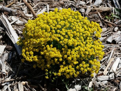 Basket of Gold (Aurinia saxatilis) blooming in late April in Colorado, bright yellow spring flowers in xeriscape garden