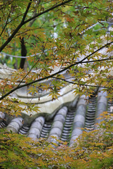 Artistic branches and green orange leaves of maple tree with background of traditional ancient chinese roof in autumn at Chengdu Wu Hou Shrine, Sichuan Province of China © Crystaltmc