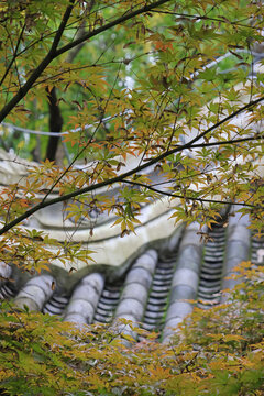 Artistic branches and green orange leaves of maple tree with background of traditional ancient chinese roof in autumn at Chengdu Wu Hou Shrine, Sichuan Province of China