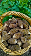 Fototapeta premium Morchella is a delicacy mushroom. It grows in the forest in spring. The mushroom is brown. morel mushrooms, mushrooms in the forest, 