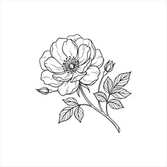 Obraz premium Black and white line drawing of a single flower with leaves and buds