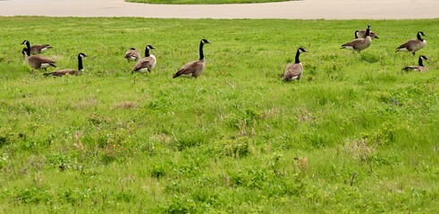 A flock of geese in the green grass. © Al