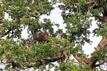 Leopard Tree © George Erwin Turner