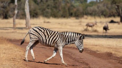 Naklejka premium Wild plains zebra crossing a dirt road in the savanna in South Africa RSA