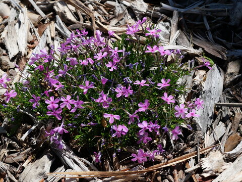 Creeping Phlox (Phlox subulata) blooming in late April in Colorado, pink spring ground cover flowers in garden bed