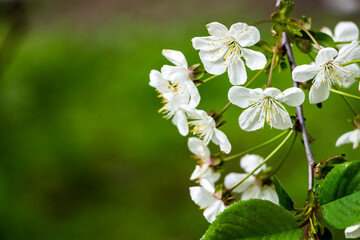 Fototapeta premium blooming of bright white cherry blossoms against a background of fresh greenery, cloudy weather, five petals, delicate color, stamens, right on the branch, fragile, close-up, garden view, early spring