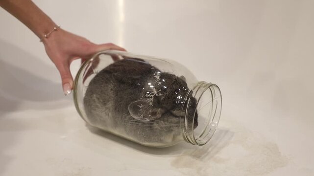 Fuffy grey chinchilla energetically rolling and spinning inside large glass jar to clean its fur