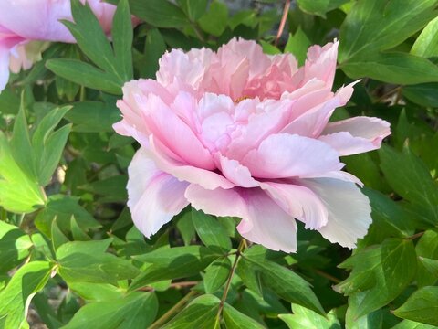 Pastel pink peony flower in natural setting