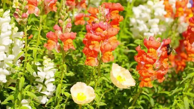 色鮮やかな花に入り込み飛び去るハナバチ。2倍スローモーション