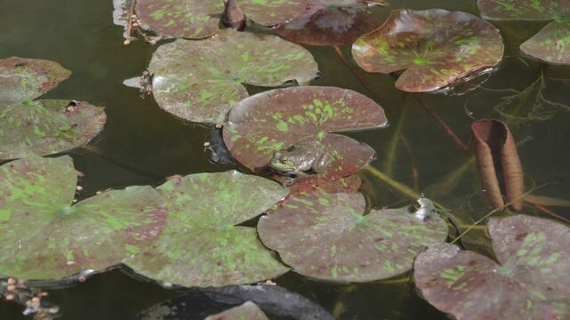 Green frog resting on lily pad in pond