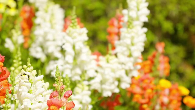 色鮮やかな花に入り込み飛び去るハナバチ