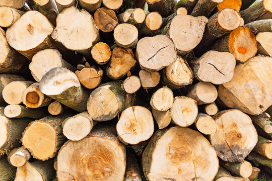 Close-up of a massive pile of cut timber logs in a forest or lumber yard. Detailed view of wood rings, bark, and sawn surfaces for industrial use.