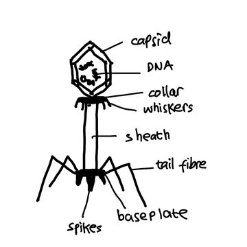 Hand-drawn sketch illustration of bacteriophage, virus that infects and replicates within bacteria. Biology science, black and white bacteriophage background.