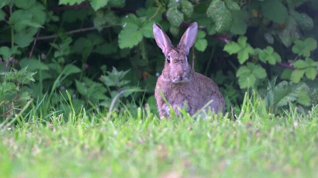 European Rabbit (Oryctolagus cuniculus) being very alert while eating grass on a garden lawn. April, Kent, UK [Half speed]
