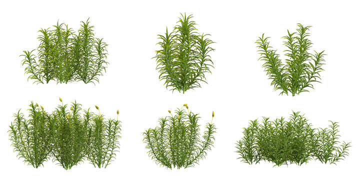 Collection of Polytrichum plants on transparent background