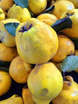 Freshly harvested organic yellow quince fruits complete with green leaves showing natural beauty