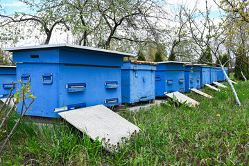 Naklejka premium Apiary with multiple beehives among trees and grass. Beekeeping industry, agriculture and ecological farming concept.