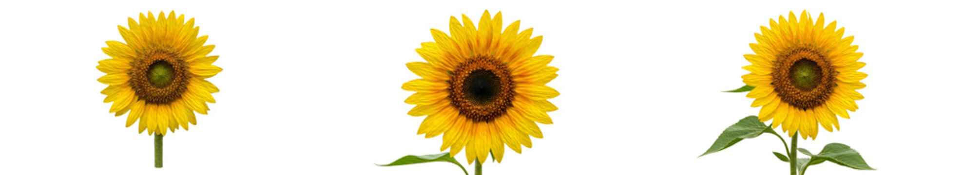 SET OF SUNFLOWERS ISOLATED ON WHITE BACKGROUND PNG PHOTO \\