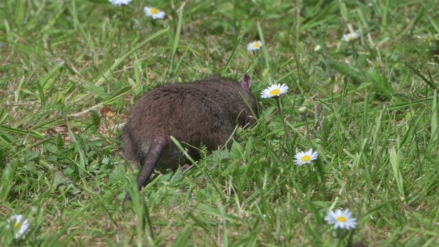 Brown Rat (Rattus norvegicus) eating food left on a lawn for the birds, before running off to hide. April, Kent, UK [Slow motion x5]