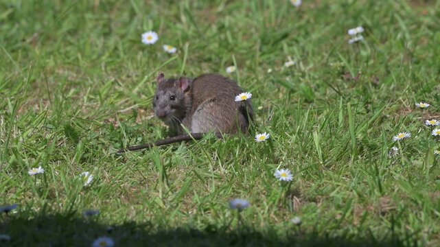 Brown Rat (Rattus norvegicus) eating food left on a lawn for the birds, before running off to hide. April, Kent, UK [Slow motion x10]