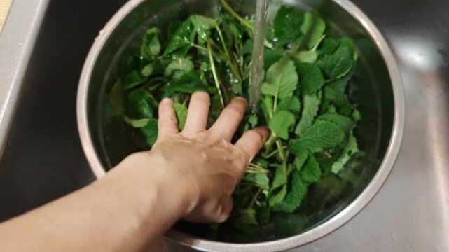 The leaves of fresh lemon balm are washed with water. The hand of a man. Making a drink from leaves and citrus fruits.