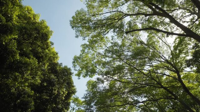 新緑の木々を見上げて歩く主観映像。梢の間で輝く太陽の光芒と美しいレンズフレア