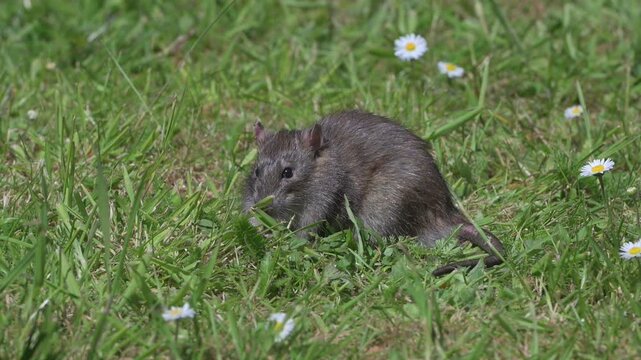 Brown Rat (Rattus norvegicus) eating food left on a lawn for the birds, before running off to hide. April, Kent, UK [Slow motion x10]