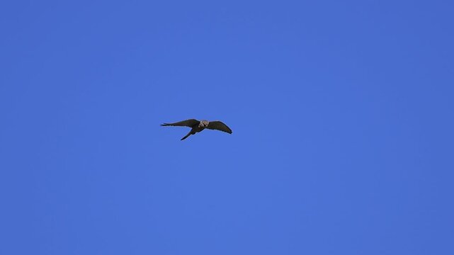 Common Kestrel (Falco tinnunculus) hovering in mid-air while hunting in Cyprus 
