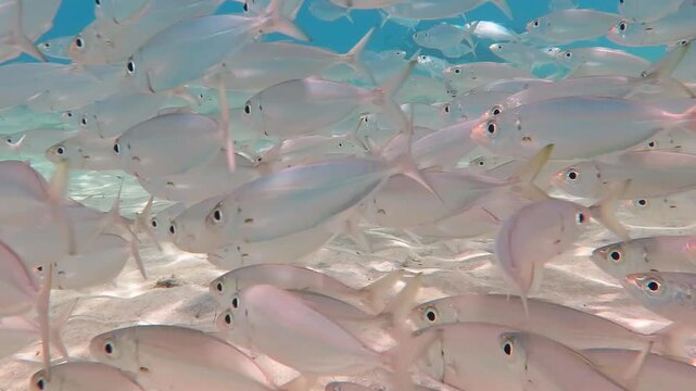 School of silver fish in tropical shallow sea. Animal vortex, marine life in the ocean. Underwater video from scuba diving. Aquatic wildlife, fish in the water.