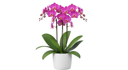 Obraz premium Potted phalaenopsis orchid plant with vibrant magenta flowers and broad green leaves in a white ceramic pot, isolated on
