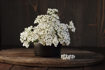 Yarrow wild flowers bouquet with white milfoil petals nearby in black vase on dark rustic wooden background, copy space, natural medicine, healthy herbs and plants concept © spiegelka