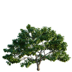 Fototapeta premium Catalpa ovata tree, elevation, front view, cutout, transparent background, isolate, Detailed close-up of a lush green tree branch with vibrant leaves, perfect for nature themes