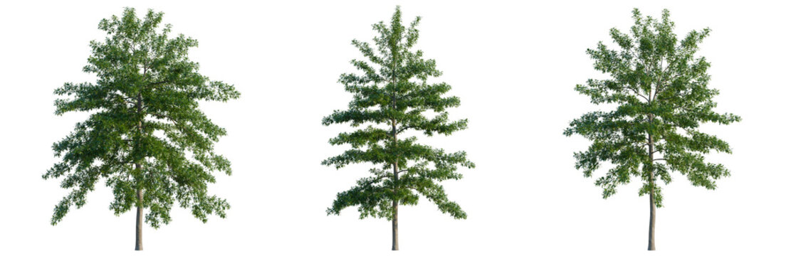 Quercus palustris tree, elevation, front view, cutout, transparent background, isolate, Young Aspen Tree in Forest, Detail of Leaves, Close-up of Green Foliage, Nature Background