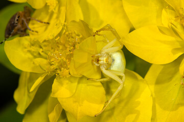 An adult Flower Crab Spider (Misumena vatia) - Female, on Euphorbia flowers, showing camouflage © Wildwatertv