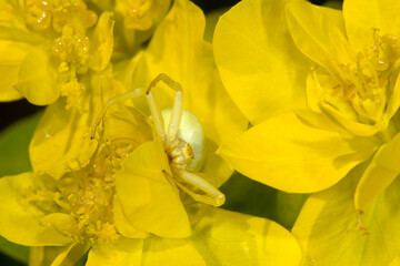 An adult Flower Crab Spider (Misumena vatia) - Female, on Euphorbia flowers, showing camouflage © Wildwatertv
